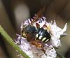 Rhodanthidium septemdentatum